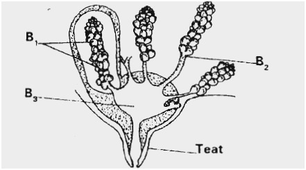 441x245 cow udder anatomy great the gallery for udder anatomy anatomy - Cow Udder Drawing