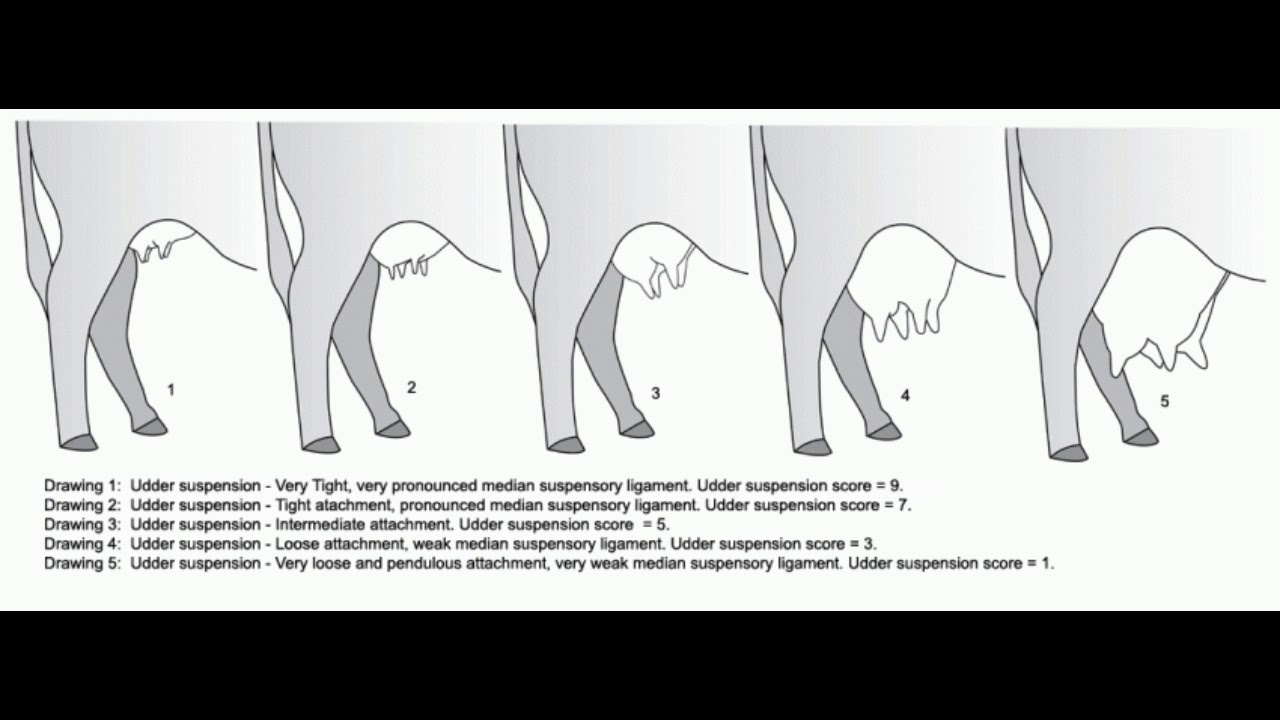 1280x720 Cow Udder Subliminal - Cow Udder Drawing