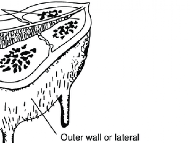 640x480 Drawn Cattle Udder - Cow Udder Drawing