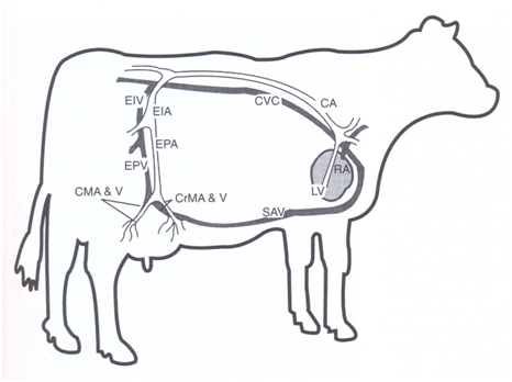 Cow Udder Drawing at PaintingValley.com | Explore collection of Cow ...