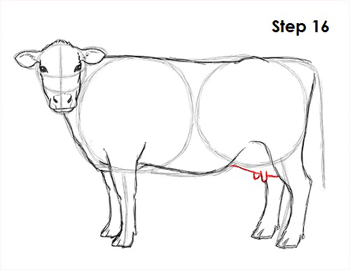 500x386 How To Draw A Cow - Cow Udder Drawing