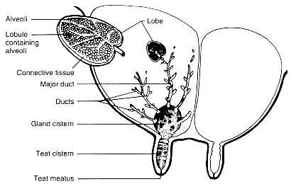 410x260 Mammary Gland Physiology And Anatomy - Cow Udder Drawing