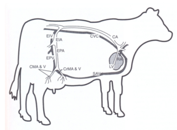 576x424 Mammary Gland Physiology And Anatomy - Cow Udder Drawing