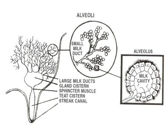537x437 Milk Production In Dairy Cows - Cow Udder Drawing