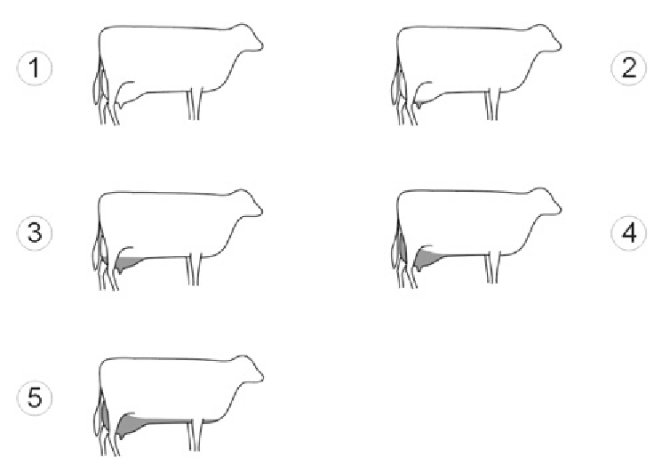 745x523 Udder Oedema Scores - Cow Udder Drawing