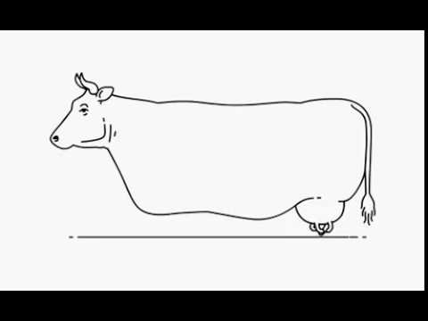 480x360 Walking Cow, Gif - Cow Udder Drawing