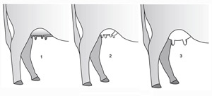 300x136 A Guide To Udder And Teat Scoring Beef Cows Unl Beef - Cow Udder Drawing