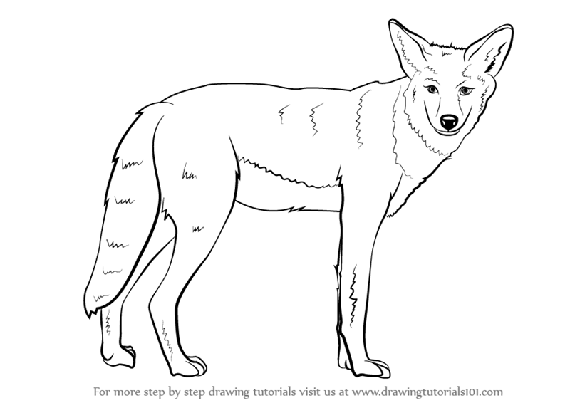 800x566 learn how to draw a coyote - Coyote Cartoon Drawing