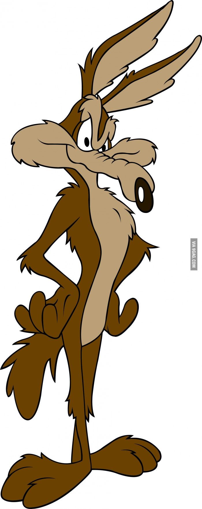 700x1764 wile e coyote, the original bad luck brian bugs and friends - Coyote Cartoon Drawing