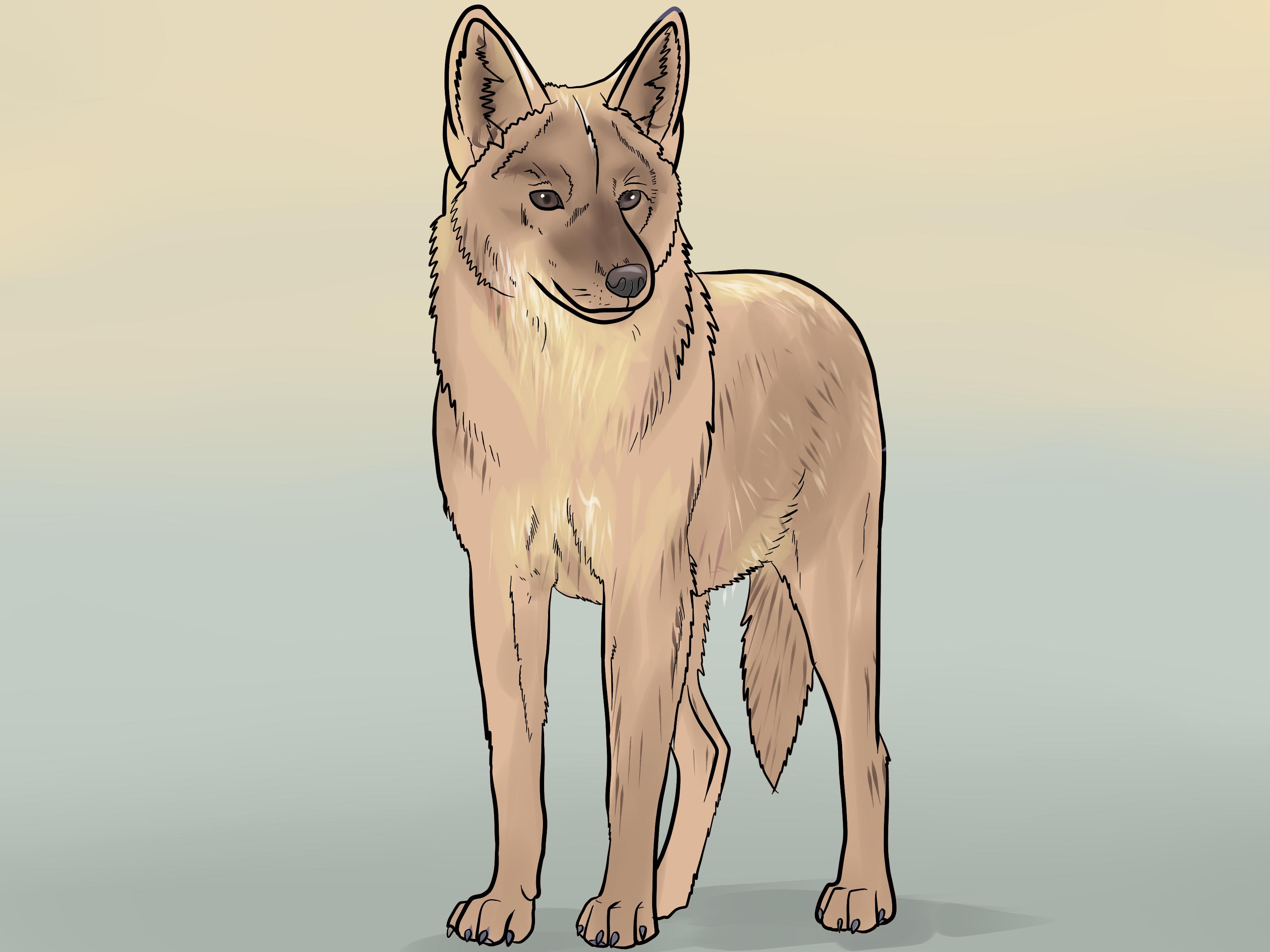 3200x2400 how to draw a coyote - Coyote Cartoon Drawing
