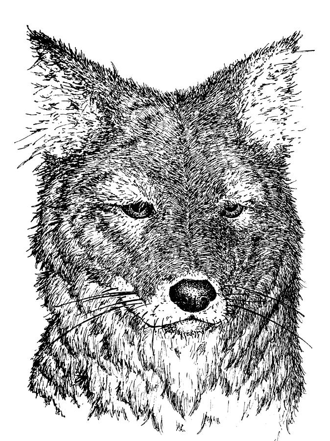 674x900 coyote drawing - Coyote Drawing