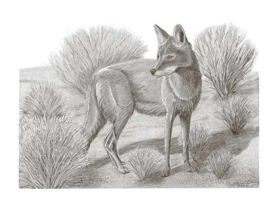900x673 coyote drawing - Coyote Drawing