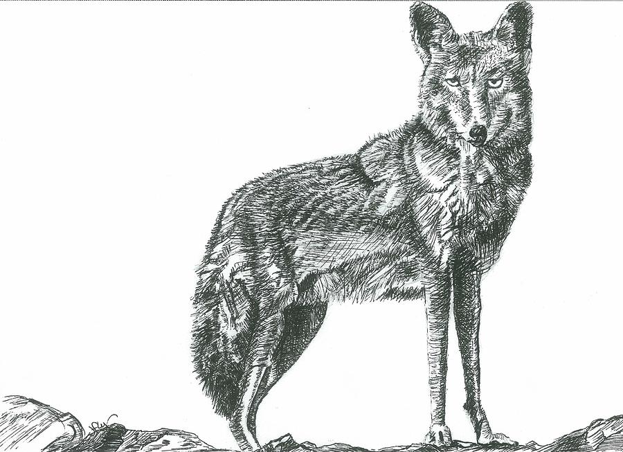 900x653 coyote drawing - Coyote Drawing