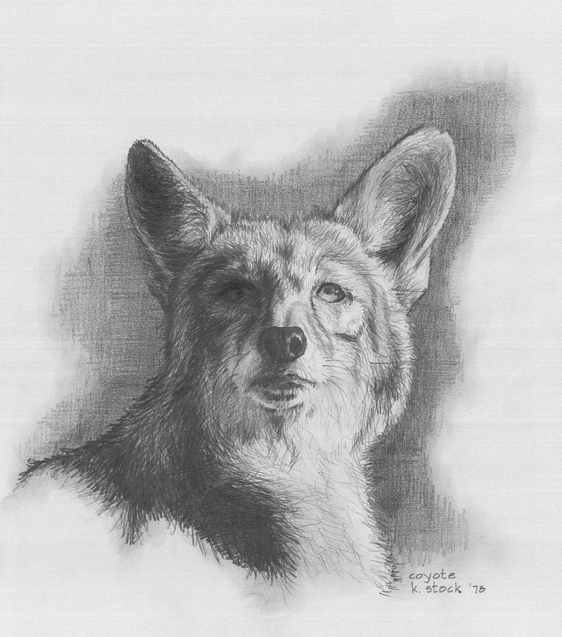 795x900 coyote drawing - Coyote Drawing