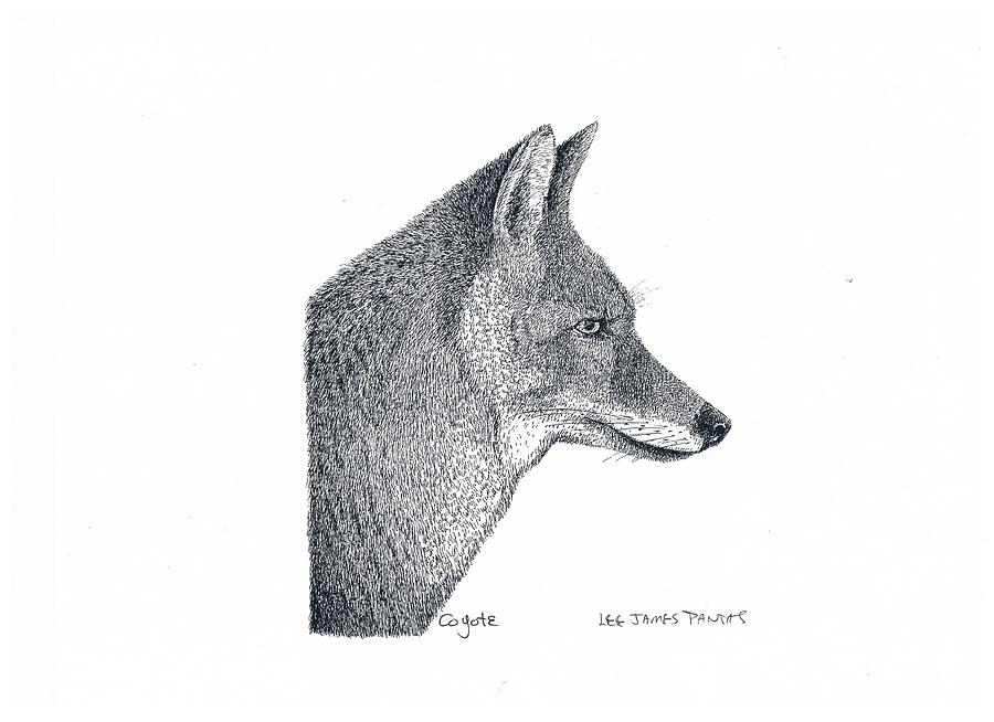900x654 coyote drawing - Coyote Drawing
