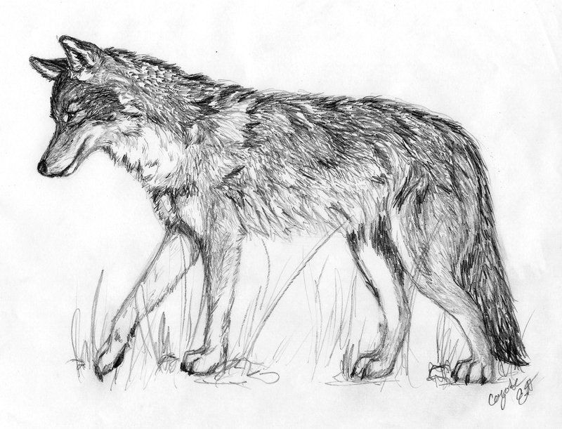 800x611 coyote portrait - Coyote Drawing