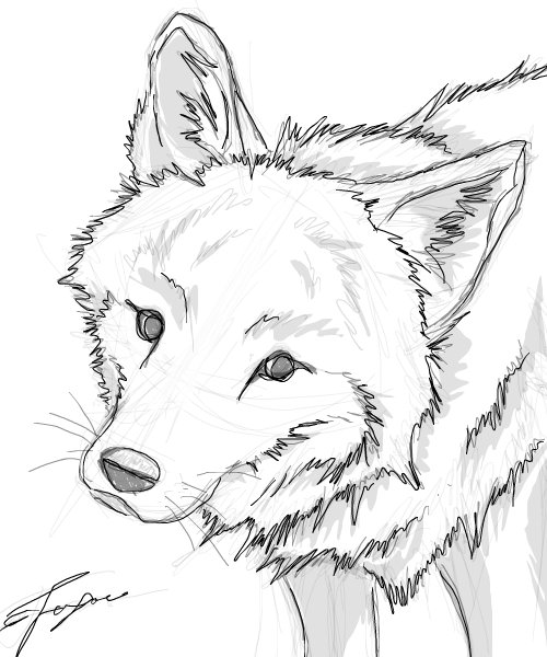 500x600 coyote sketch an animals speedpaint drawing - Coyote Drawing