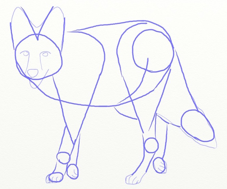 793x661 how to draw coyote, prairie wolf - Coyote Drawing