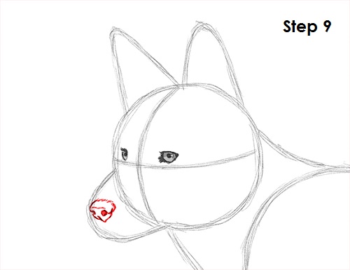500x386 how to draw a coyote - Coyote Drawing