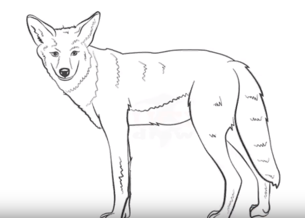 615x440 how to draw a coyote easy step - Coyote Drawing