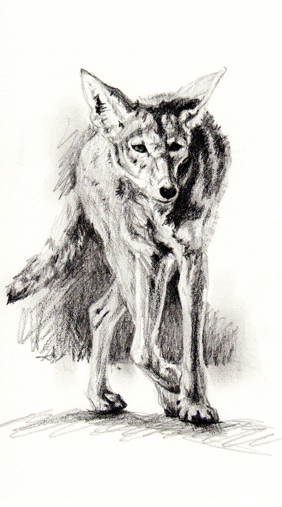 556x1000 Legs - Coyote Drawing