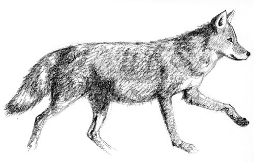 500x319 Phoenix - Coyote Drawing