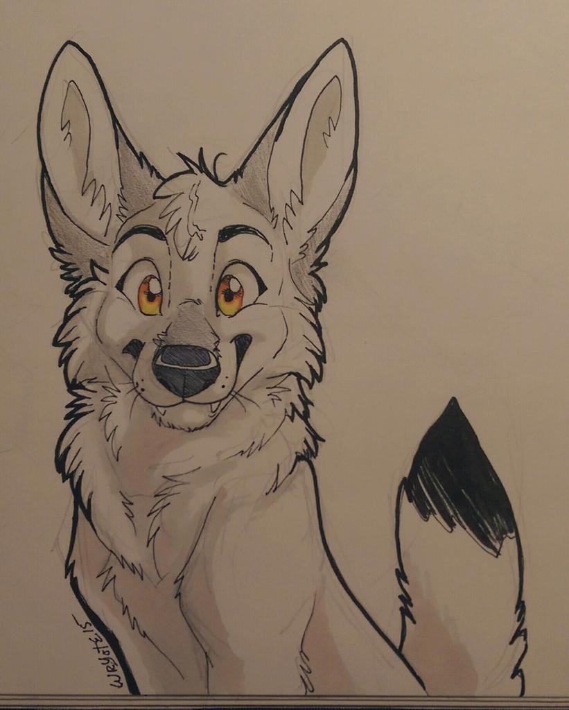 821x1024 very cute coyote drawing form on twitter furry - Coyote Drawing
