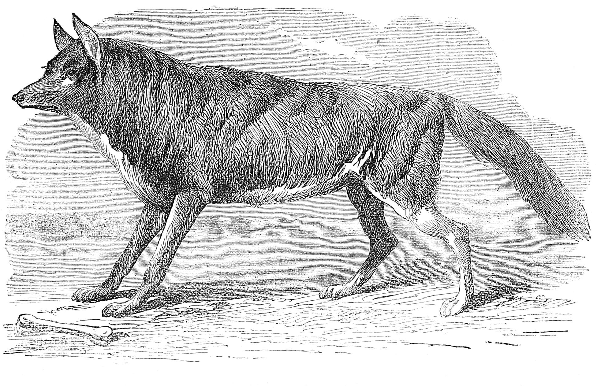 1951x1262 vintage coyote drawing engraving - Coyote Drawing