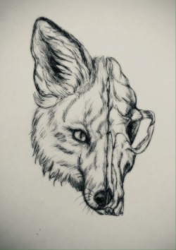 250x354 coyote drawing tumblr - Coyote Drawing