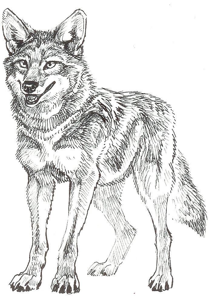 720x1002 Drawing Of Coyote - Coyote Drawing