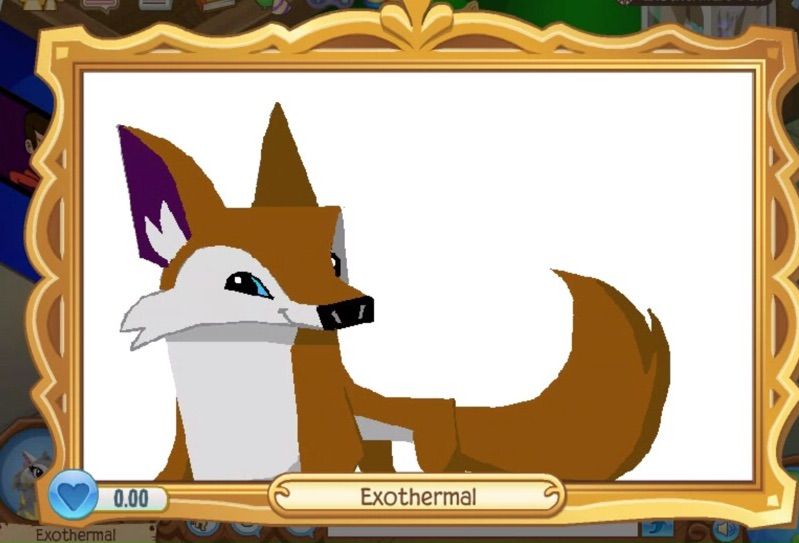 799x543 coyote drawing! aj amino amino - Coyote Drawing