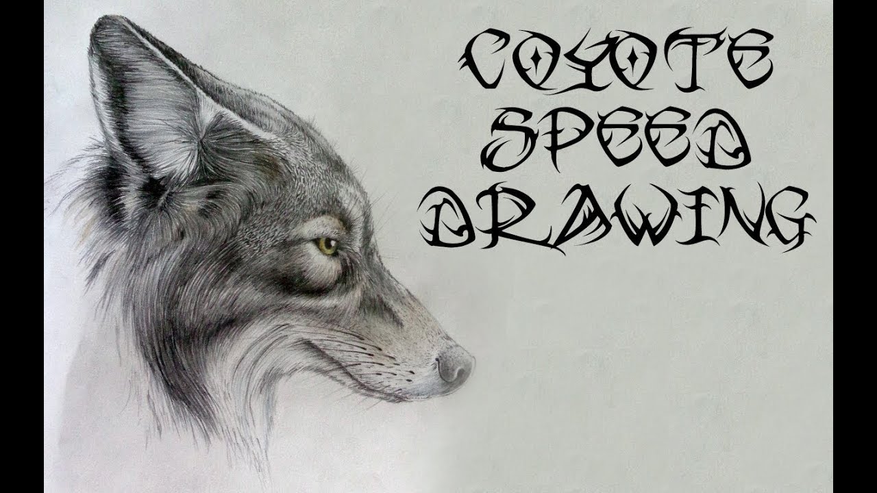 1280x720 Coyote Speed Drawing - Coyote Head Drawing