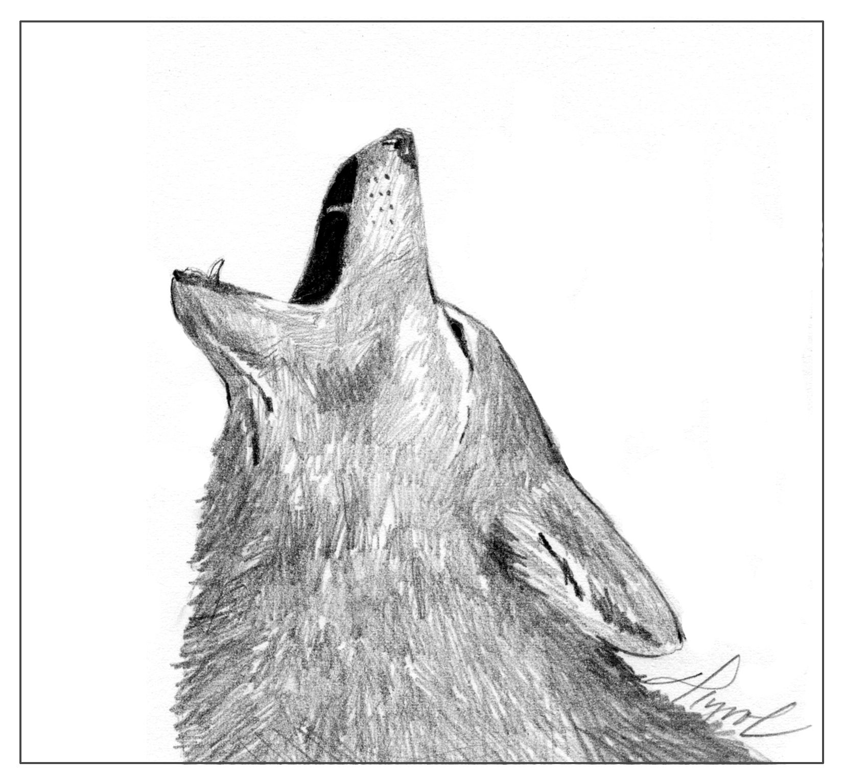 1650x1536 Coyotes Decoding Their Yips, Barks, And Howls - Coyote Head Drawing