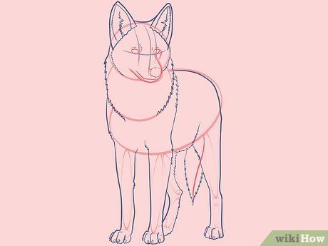460x345 How To Draw A Coyote - Coyote Head Drawing