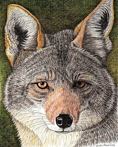 384x480 Leslie Moore - Coyote Head Drawing