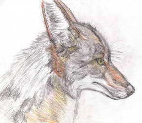 289x250 Realistic Coyote Head - Coyote Head Drawing