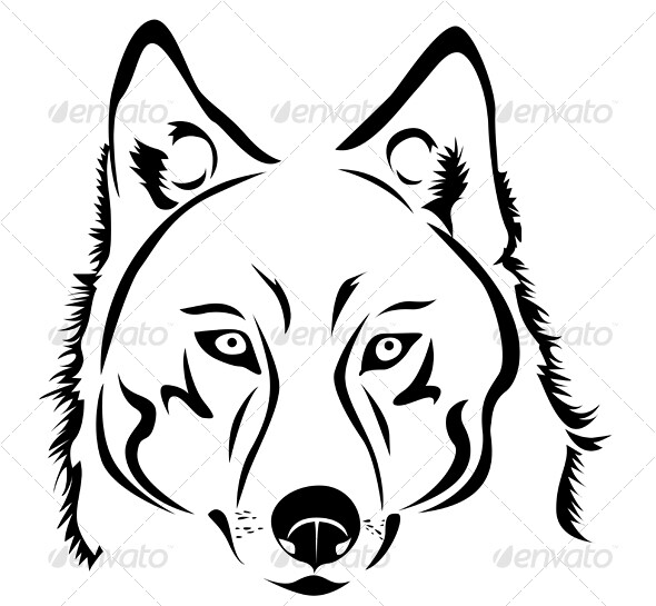 590x545 The World's Most Recently Posted Photos Of Coyote And Sketch - Coyote Head Drawing