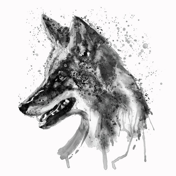 600x600 Coyote Head Black And White Poster - Coyote Head Drawing