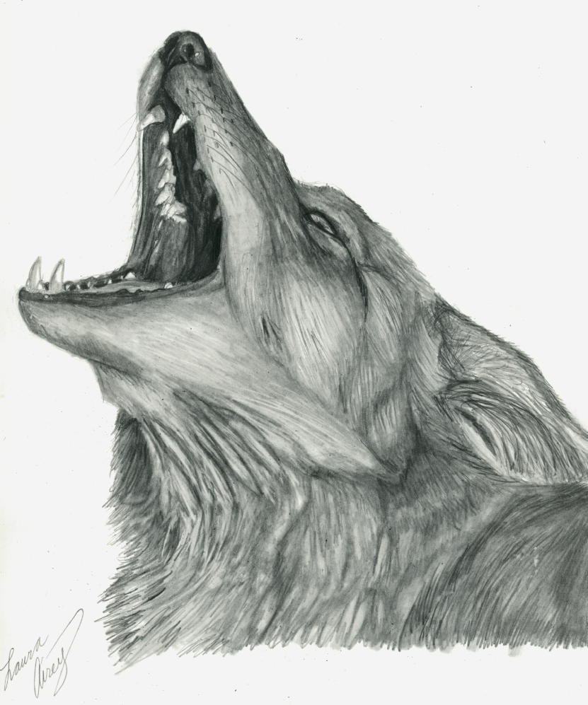 831x997 Coyote Howling Drawing - Coyote Howling Drawing