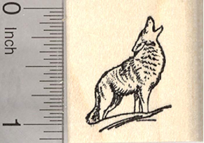 700x493 Howling Coyote Rubber St Wildlife, Small Fine Art - Coyote Howling Drawing