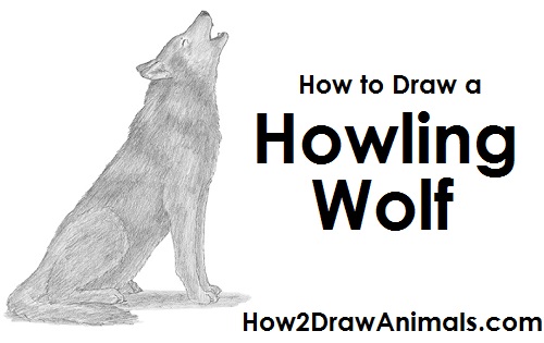 500x315 How To Draw A Wolf - Coyote Howling Drawing