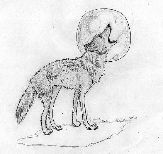 Coyote Howling Drawing at Explore collection of