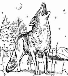 236x264 Moon And Howling Coyote Tattoo - Coyote Howling Drawing