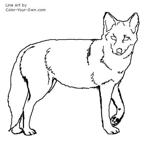 500x500 Coyote Line Art Coyotes Coloring Pages, Color, Art - Coyote Line Drawing