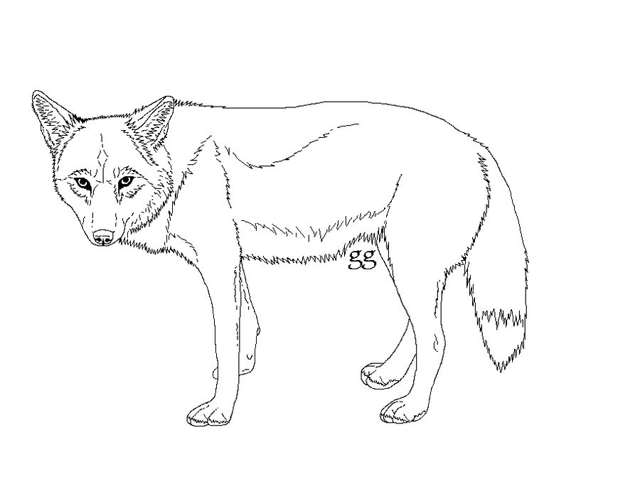 900x674 Free Standing Coyote Lineart - Coyote Line Drawing