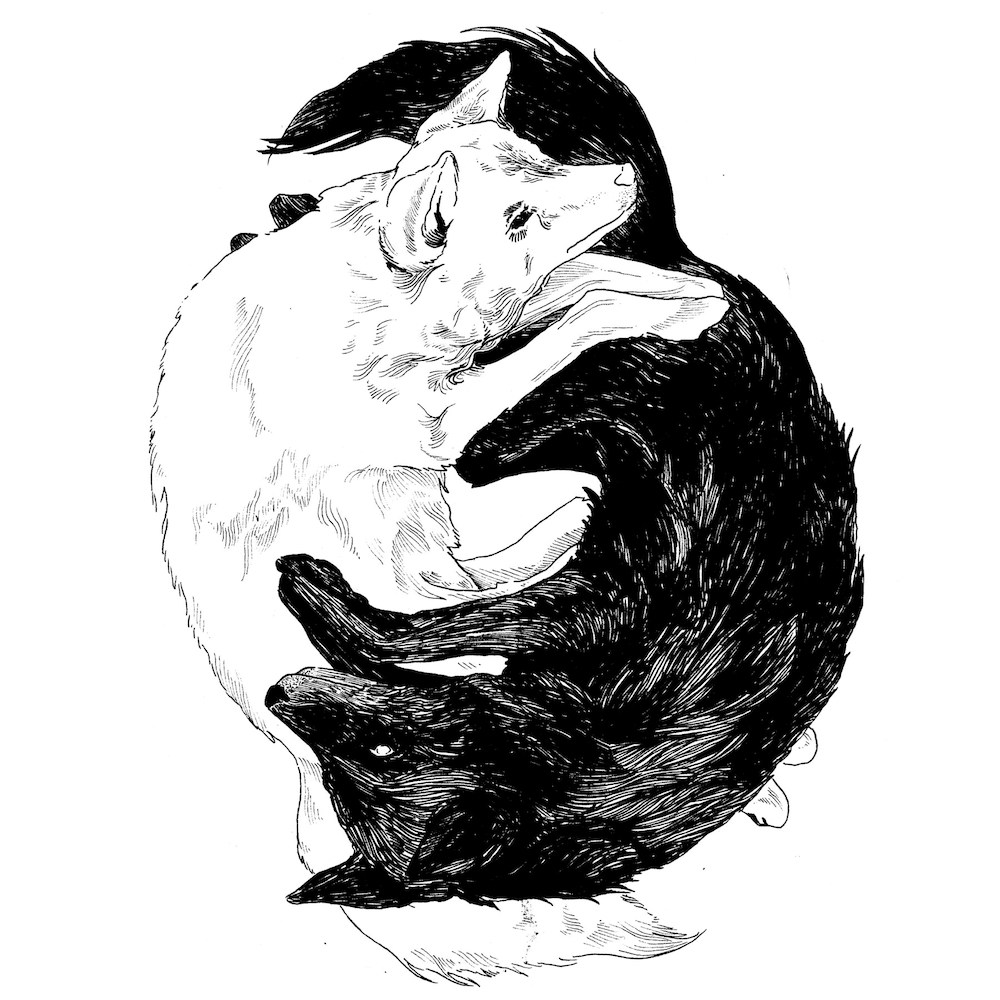 1000x1000 Gavin Van Horn Explores Urban Wilderness - Coyote Line Drawing