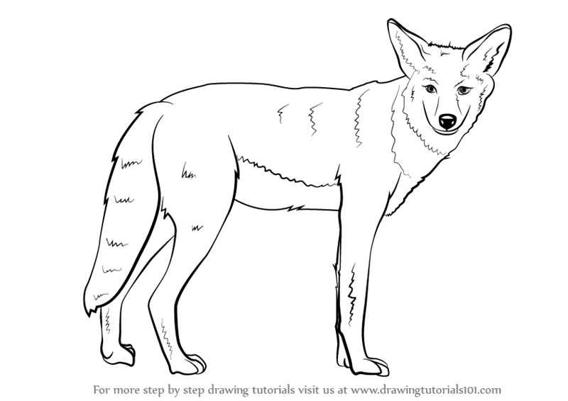 Как нарисовать койота карандашом
