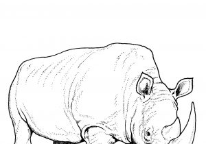 300x210 Nature Craft Line Drawing Hd Coyote Line Drawing Vector Free - Coyote Line Drawing