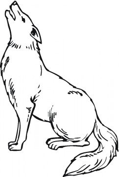 243x360 Coyote - Coyote Line Drawing