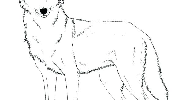585x329 Coyote Coloring - Coyote Line Drawing